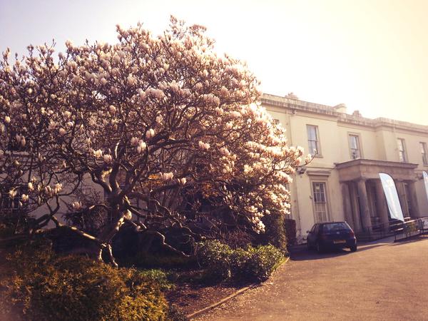 The magnificent Magnolia tree outside the Mansion House that boosts our wellbeing
