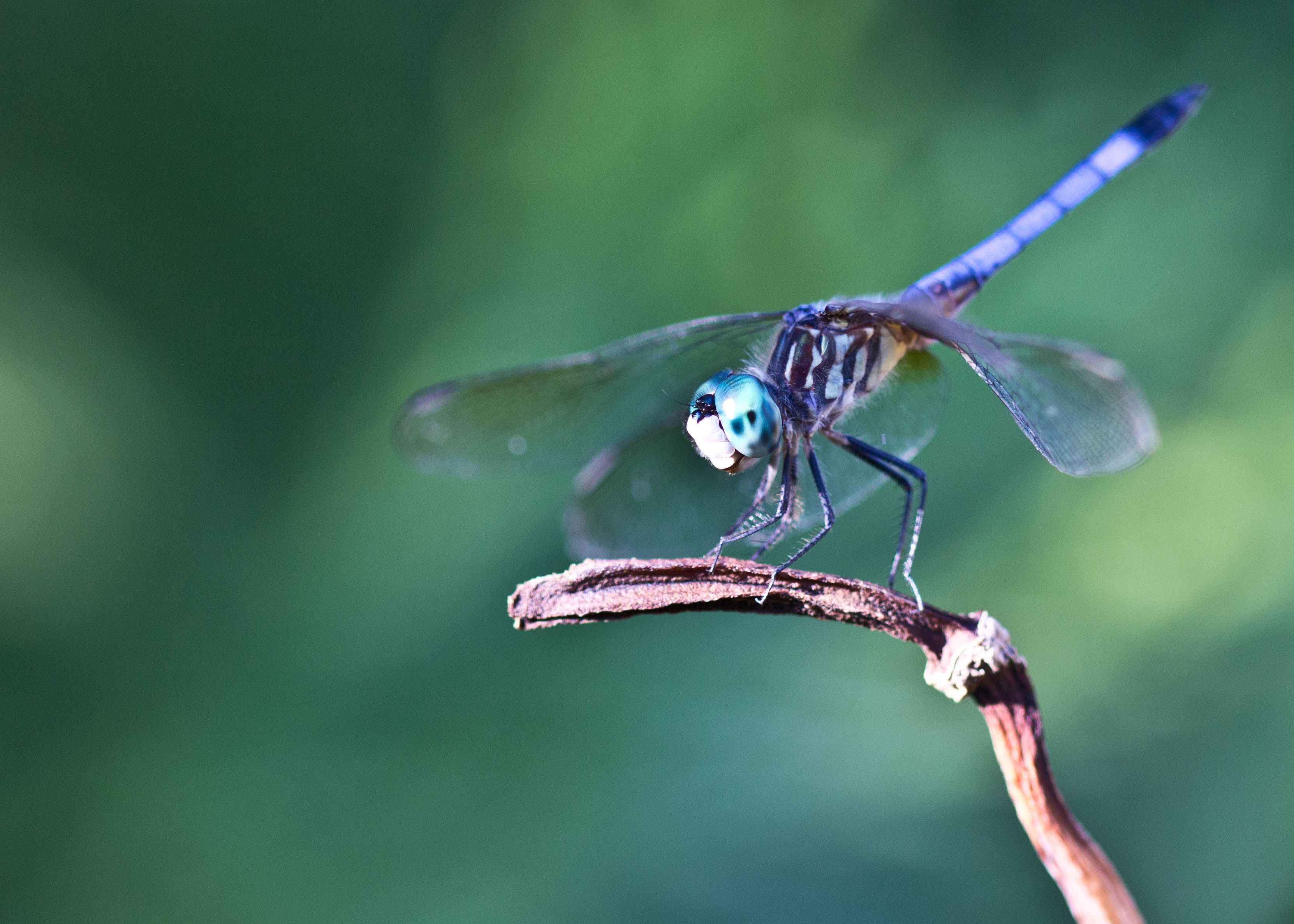 the-smile-of-a-dragonfly-02.jpg