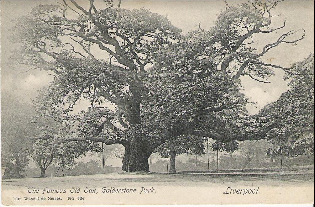 The Famous Old Oak, Calderstone Park. Liverpool. 