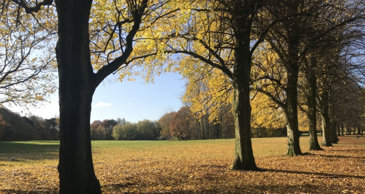 Trees in Calderstones Park turned orange by Autumn