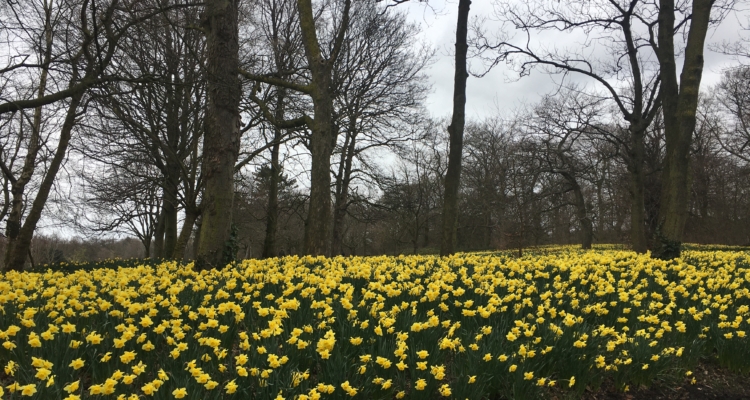 A host of golden daffodils in Sefton park